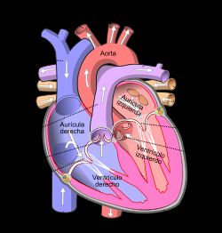 Ampliar imagem: Cardiopires
