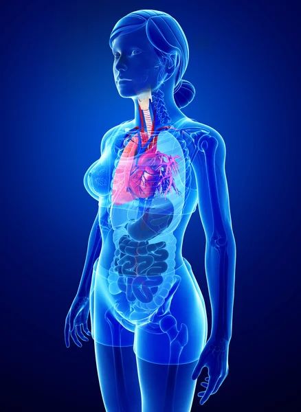 Acercar imagen: Teleconsulta Psicológica en Puerto Montt