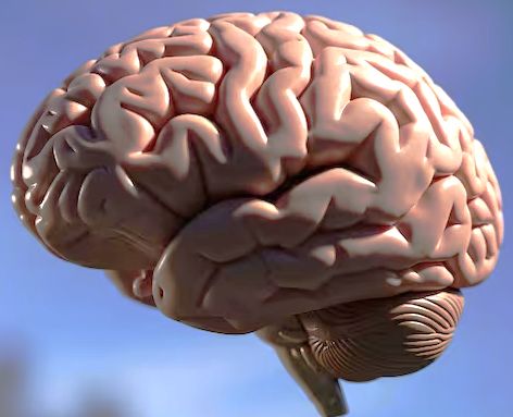 Ampliar imagem: ConsultóVolpe NeuroHub – Consultório Onlinerio para consultas online