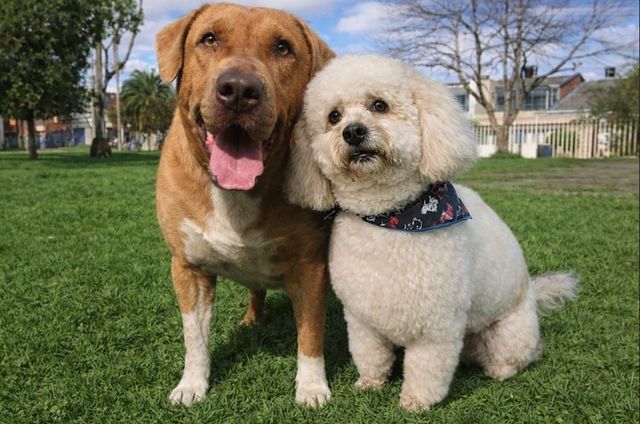 Acercar imagen: Psicoterapia