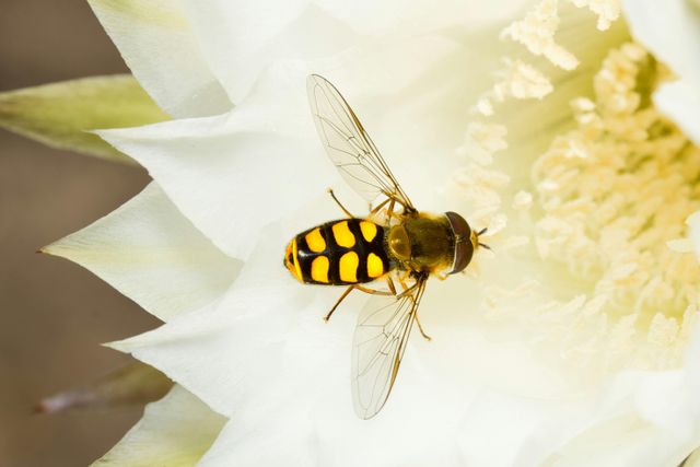 Ampliar imagem: Teleconsulta - SP