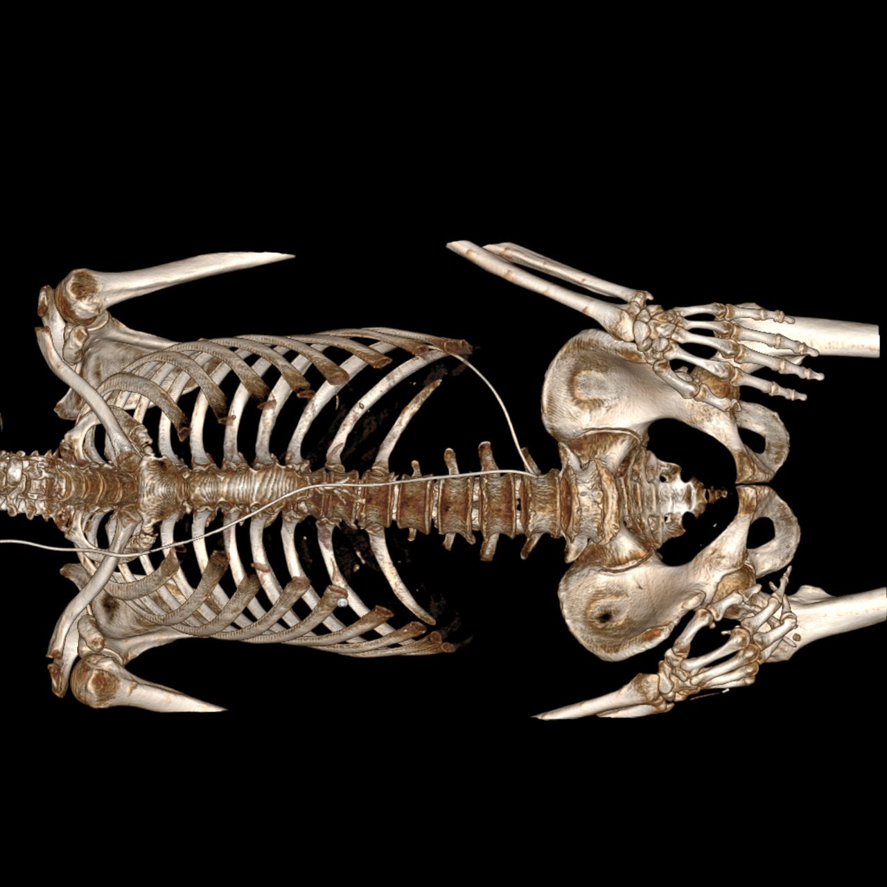 David Tafur Muñoz-2406