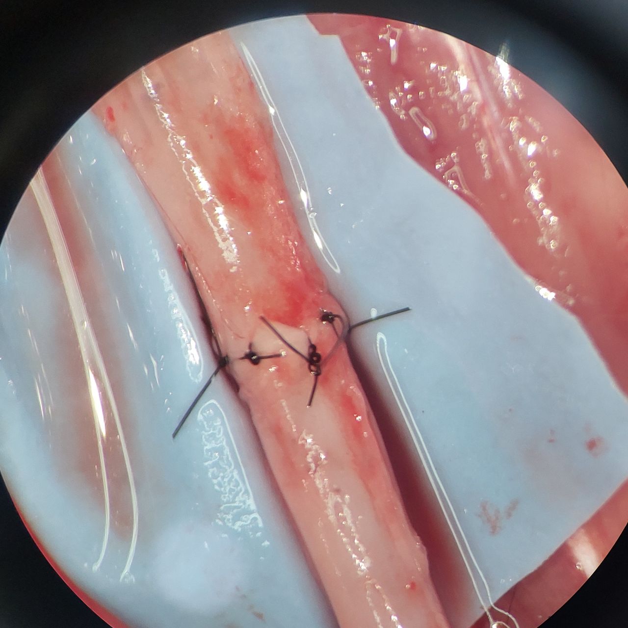 David Tafur Muñoz-1175