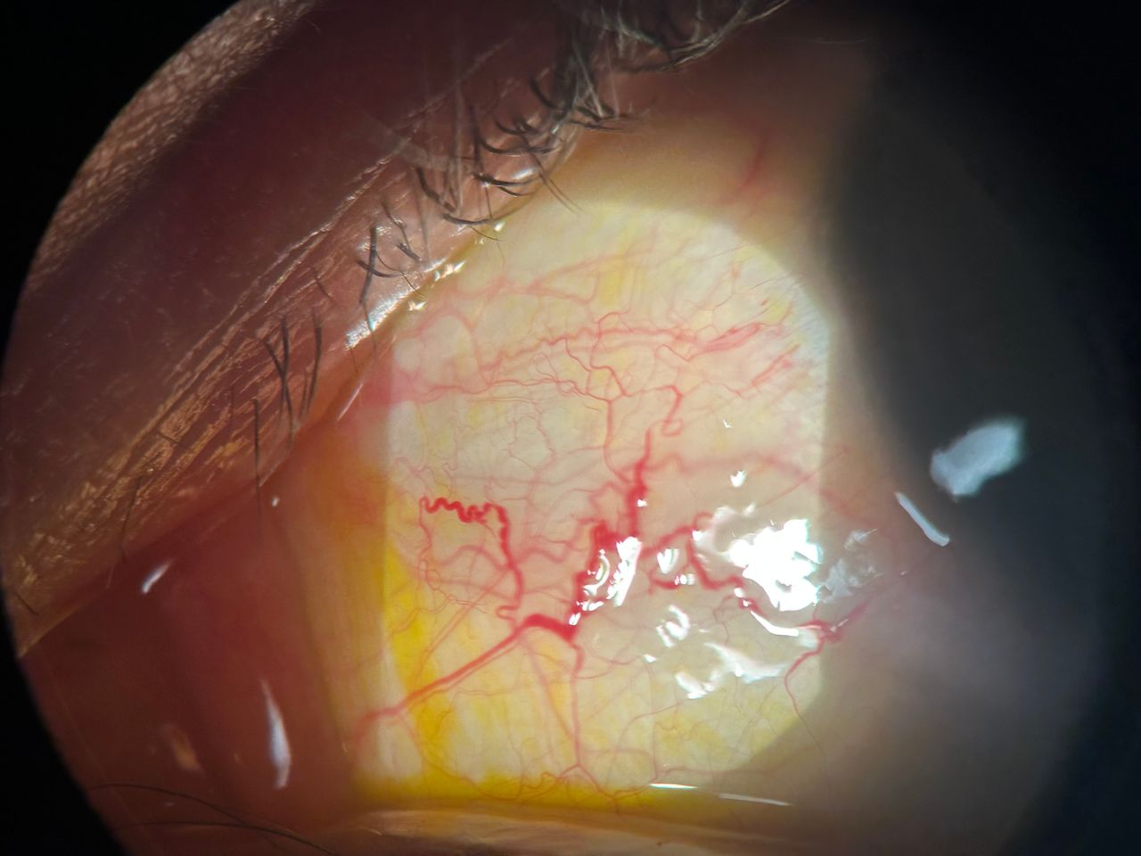 Daniela Cardona Acevedo-24