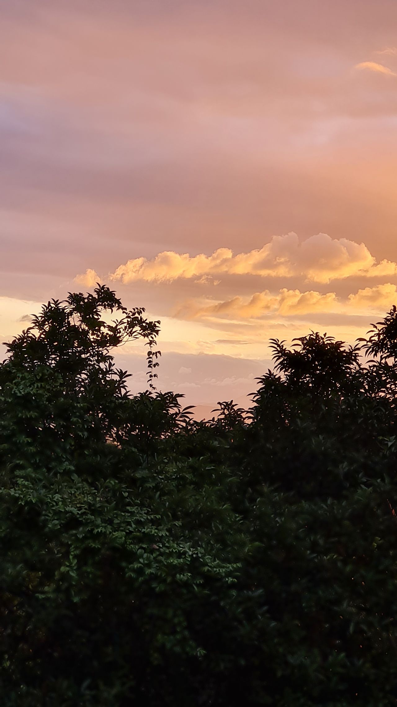 Elyni Porto Borges Vincenzi-8