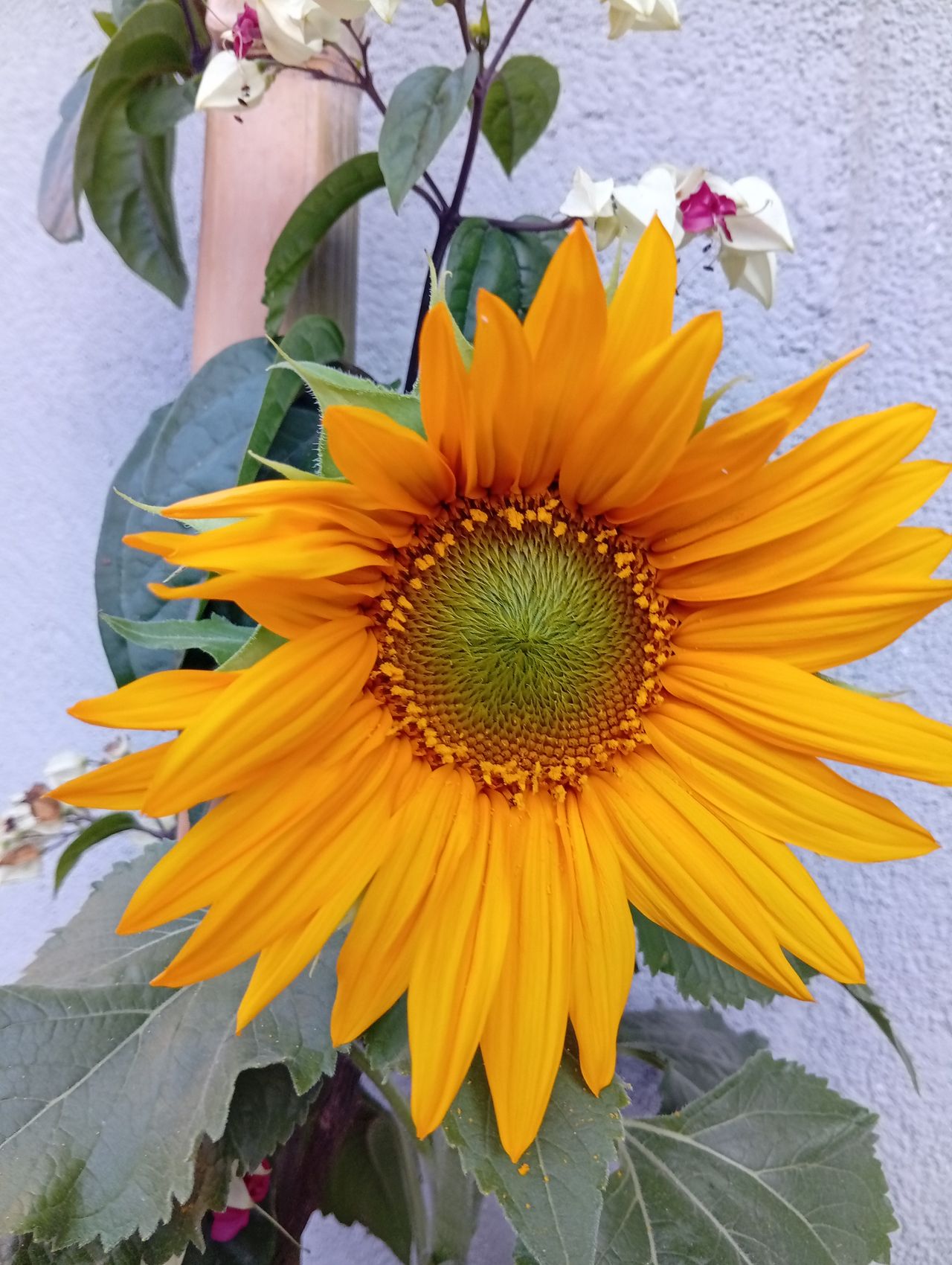 Victor Astete Contreras-3