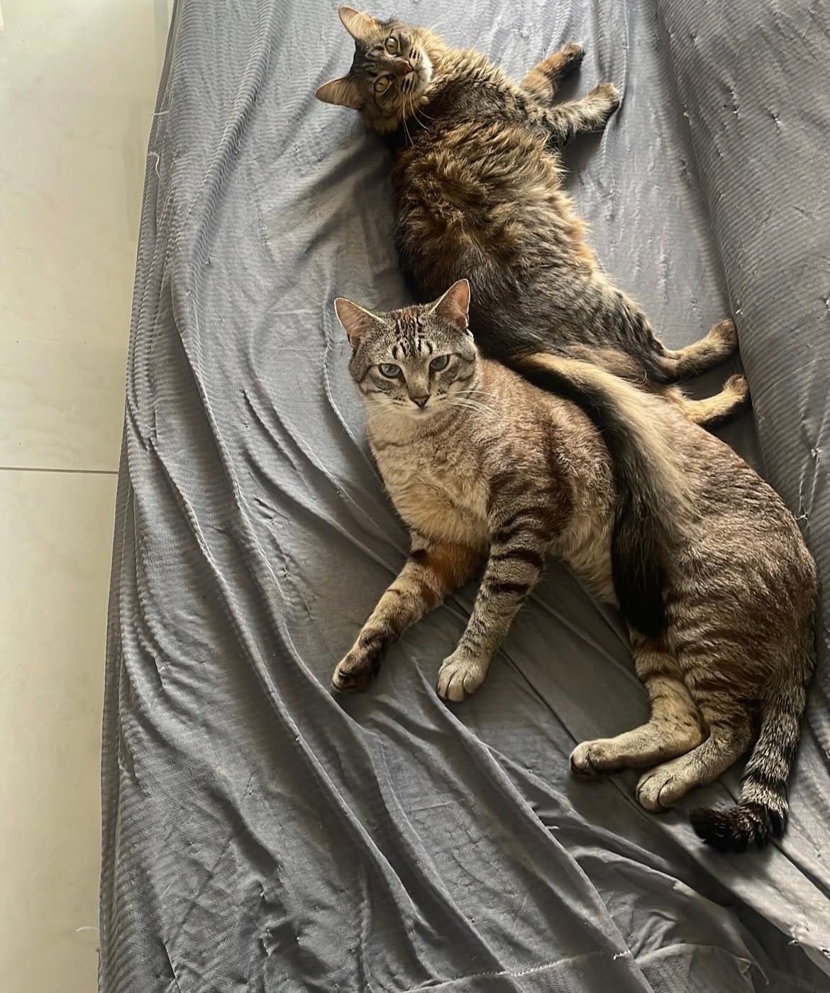 Lucas Christopher De Lima-1