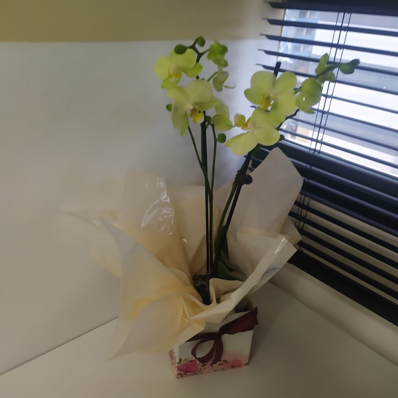 Roselene Aparecida De Paiva-22