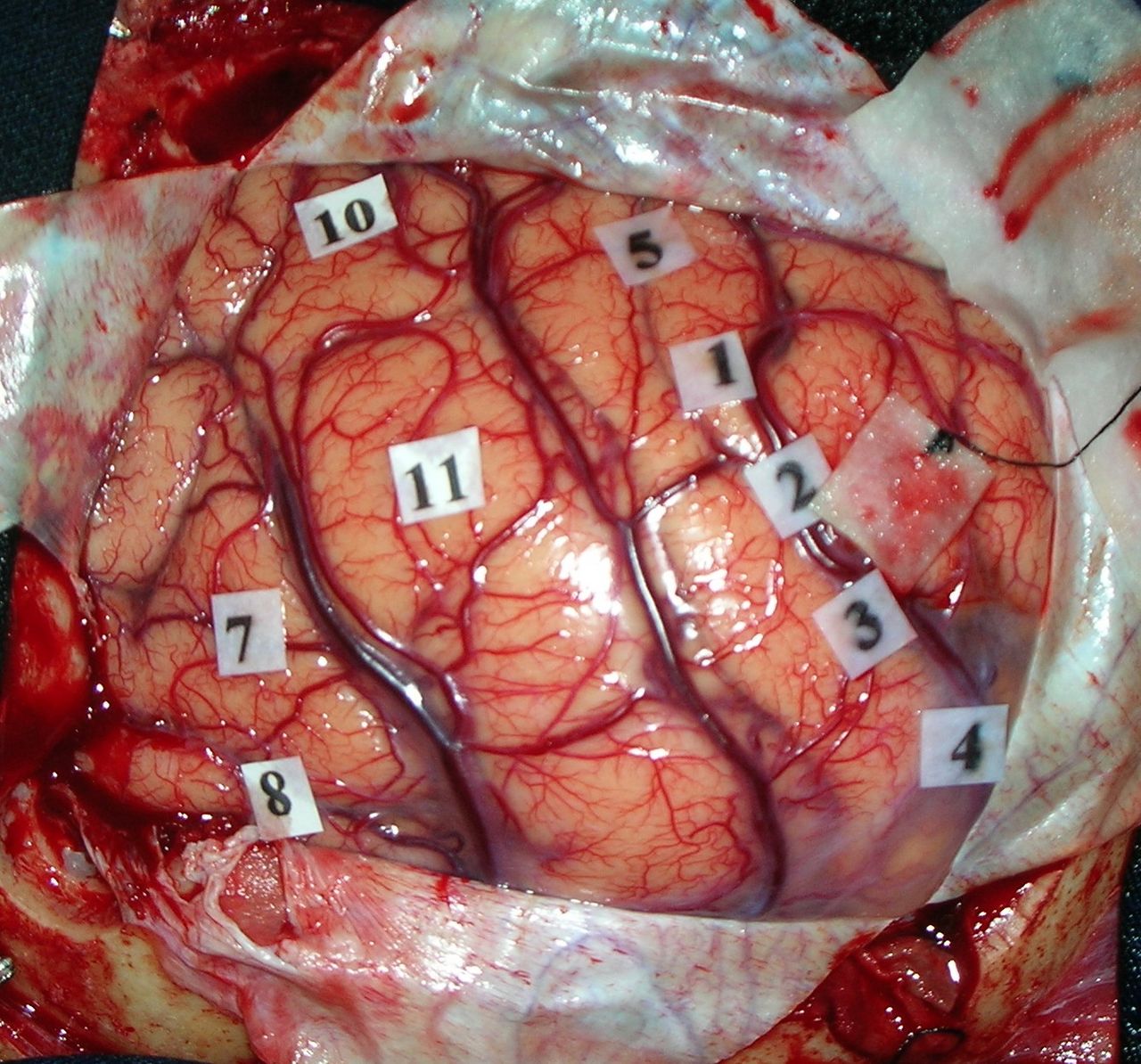 Leonardo Conrado Silva Lima-7