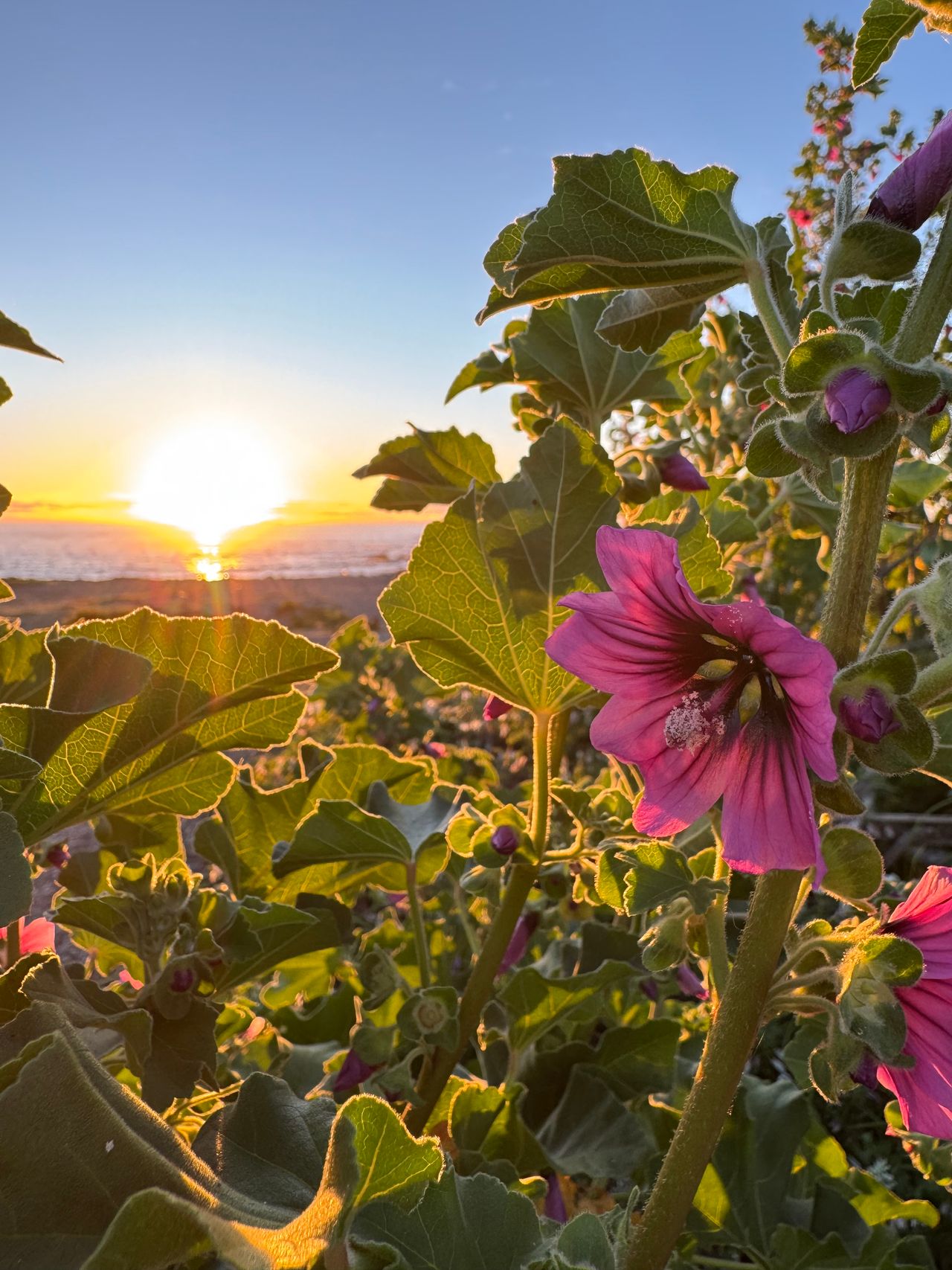 Nicol Reveco Vidal-0