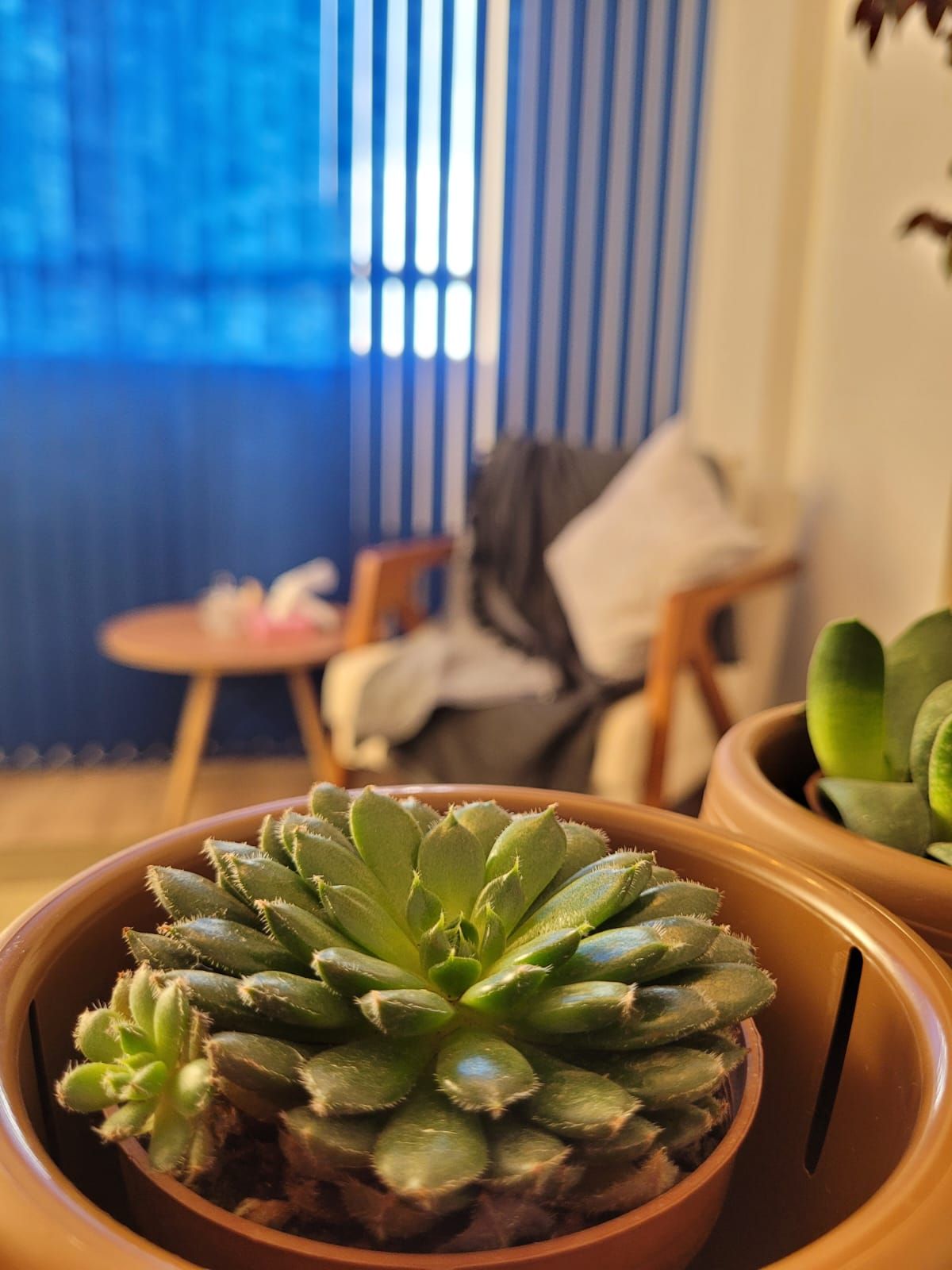 Regina Caitano Leite-2