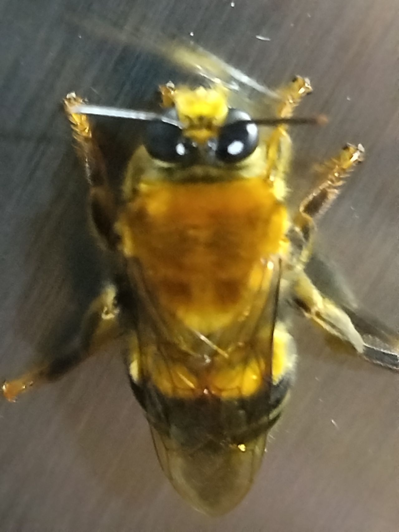 Robinson Largo Suarez-1