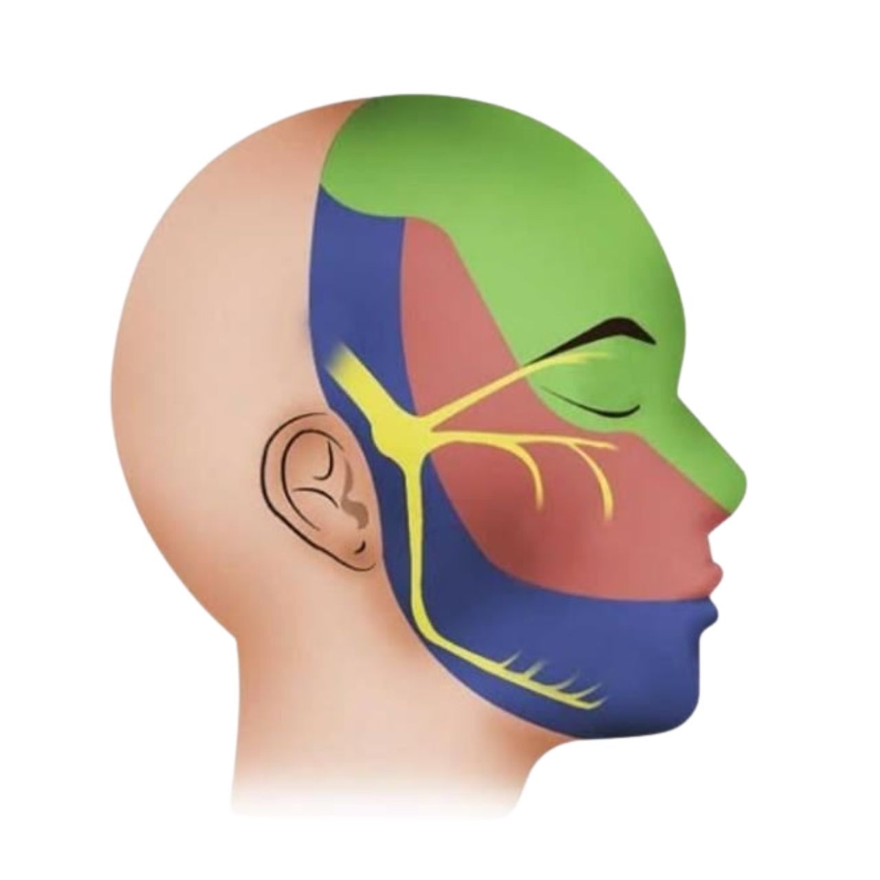 David Tafur Muñoz-1968