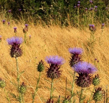 María Beatriz Valenzuela Larrañaga-13