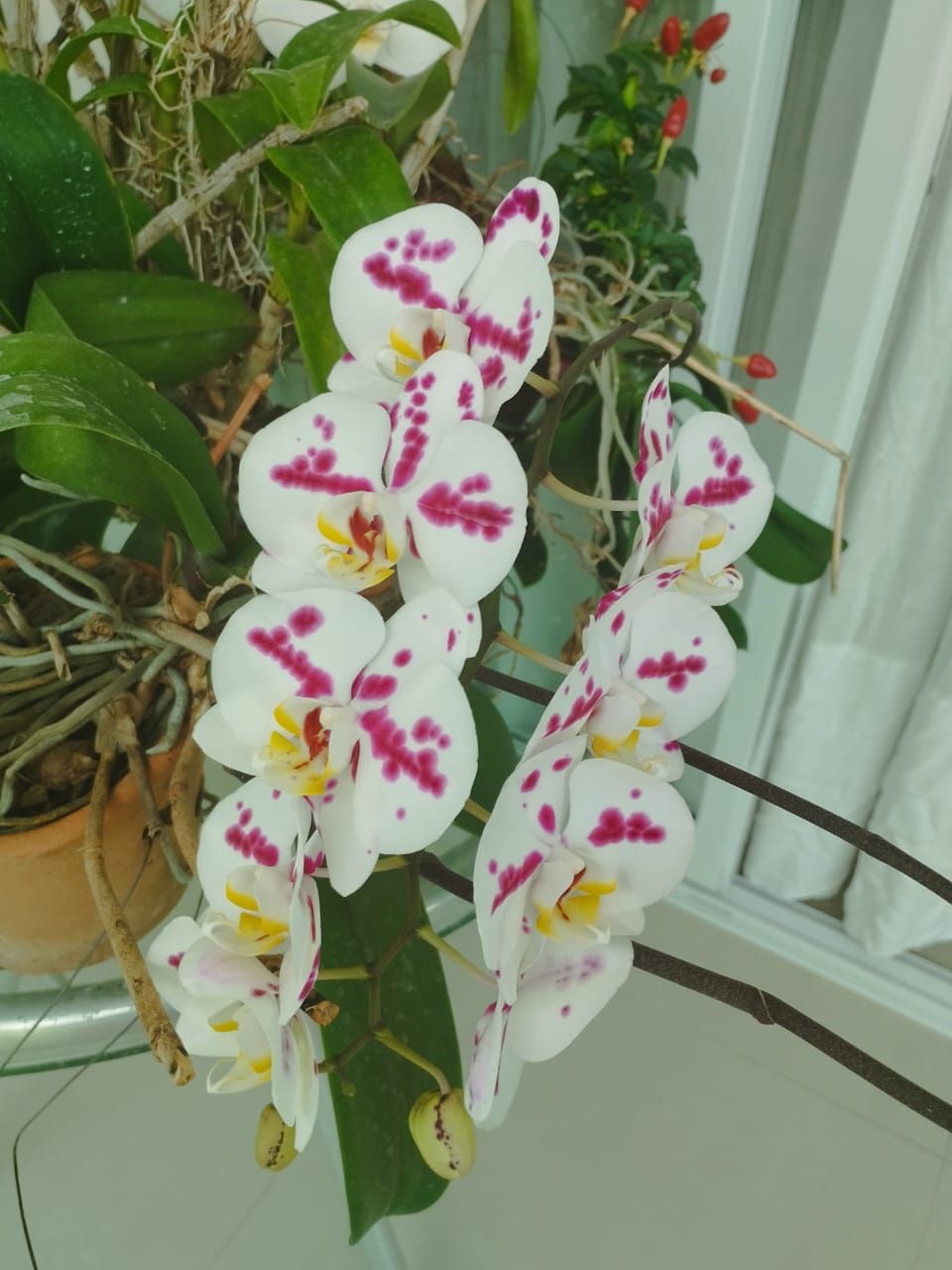 Luciana Barbosa  Faria-3