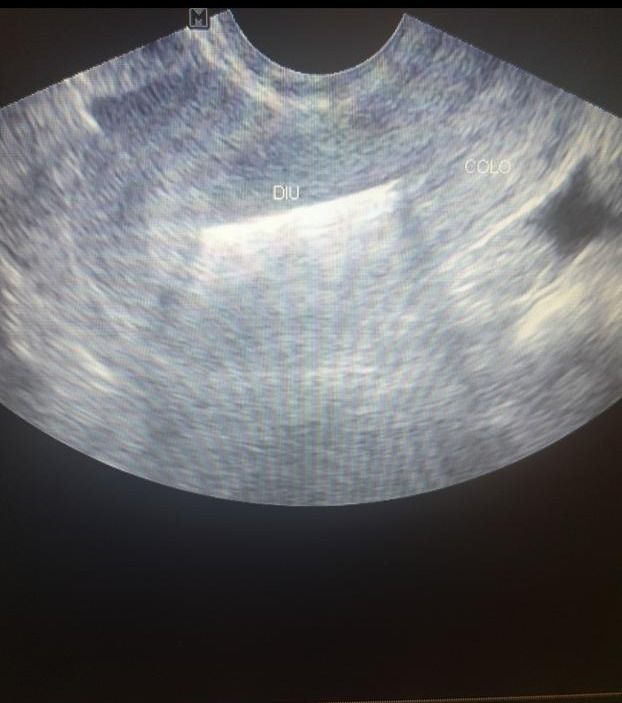 Maria Laura Nogueira Campos-1