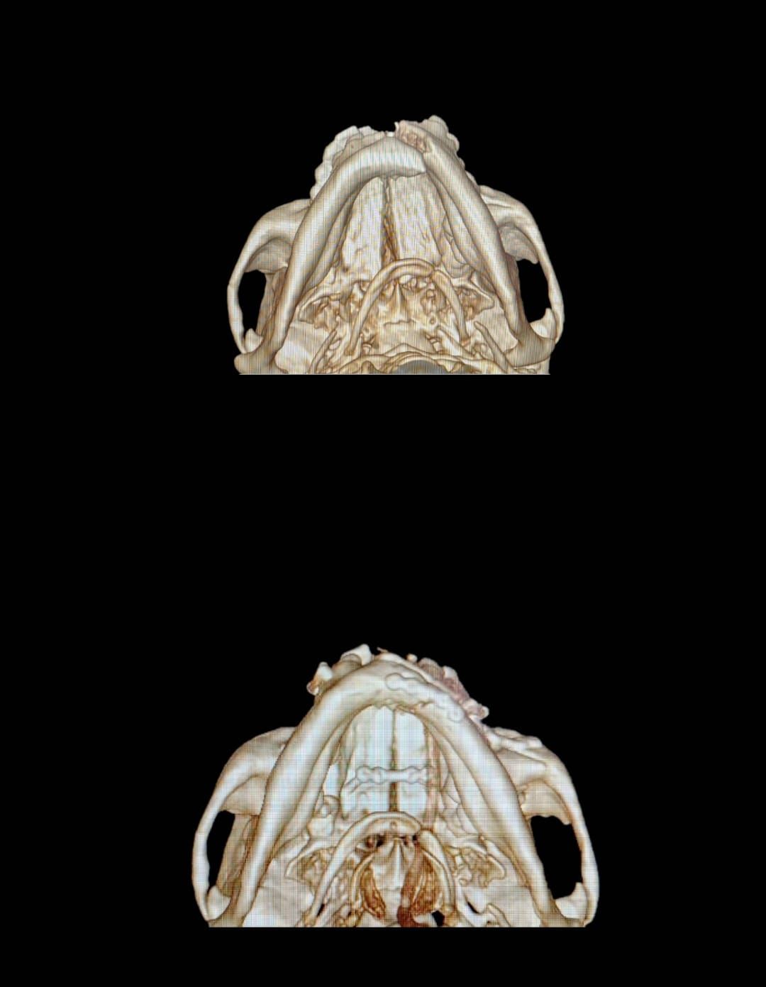 Paola Andrea Amato Cuartas-15