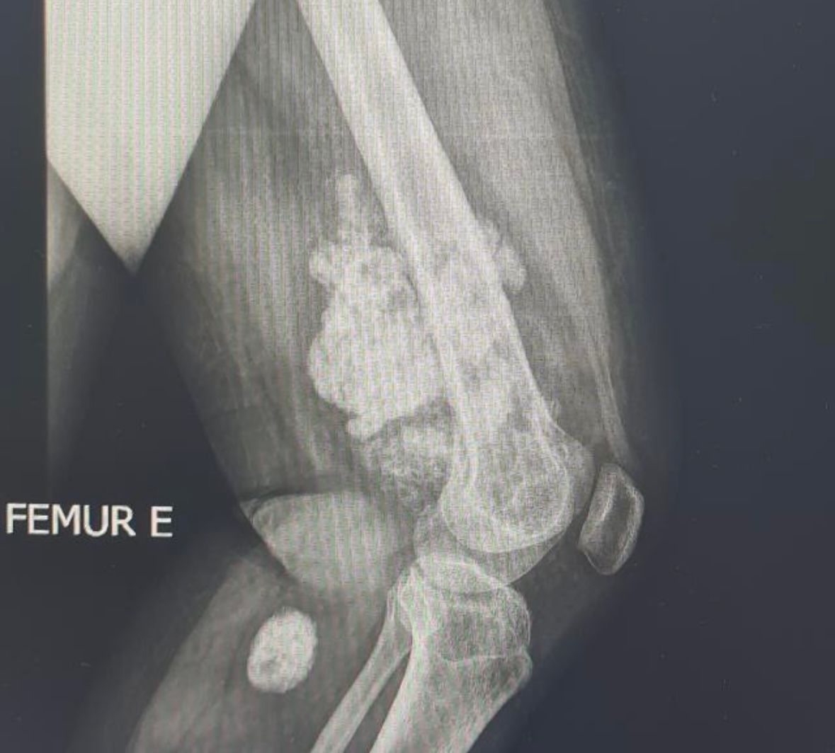 Priscilla Borges De Sousa -8