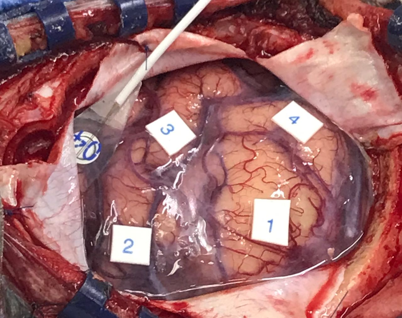 Leonardo Conrado Silva Lima-9