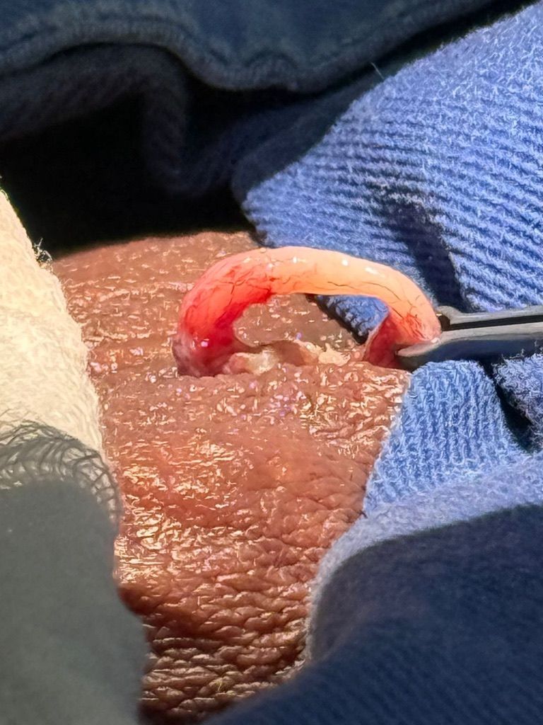 Alejandro Fernandez Duque-5