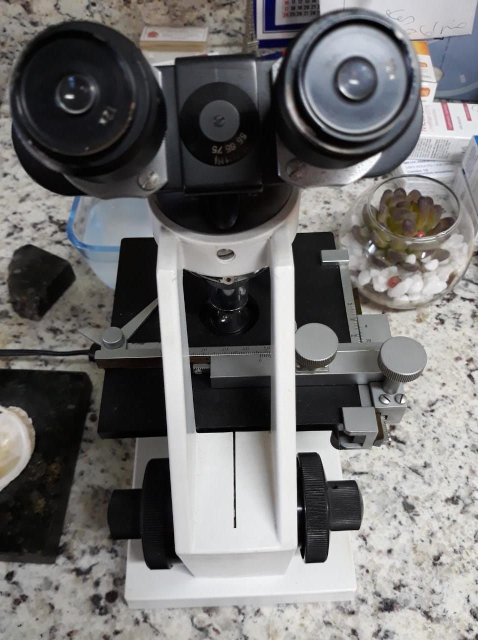 Carmem Helena Snel Wehmuth-3