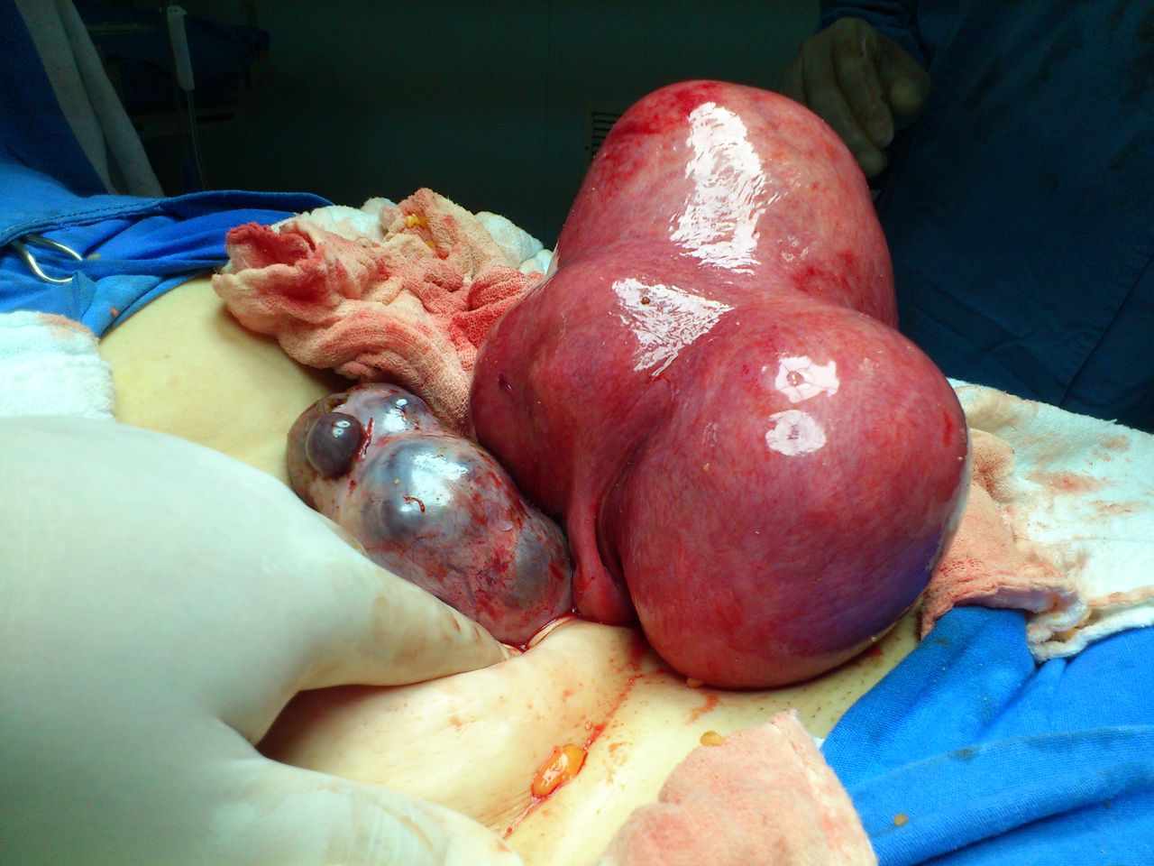 Renata Wanderley Nogueira-32