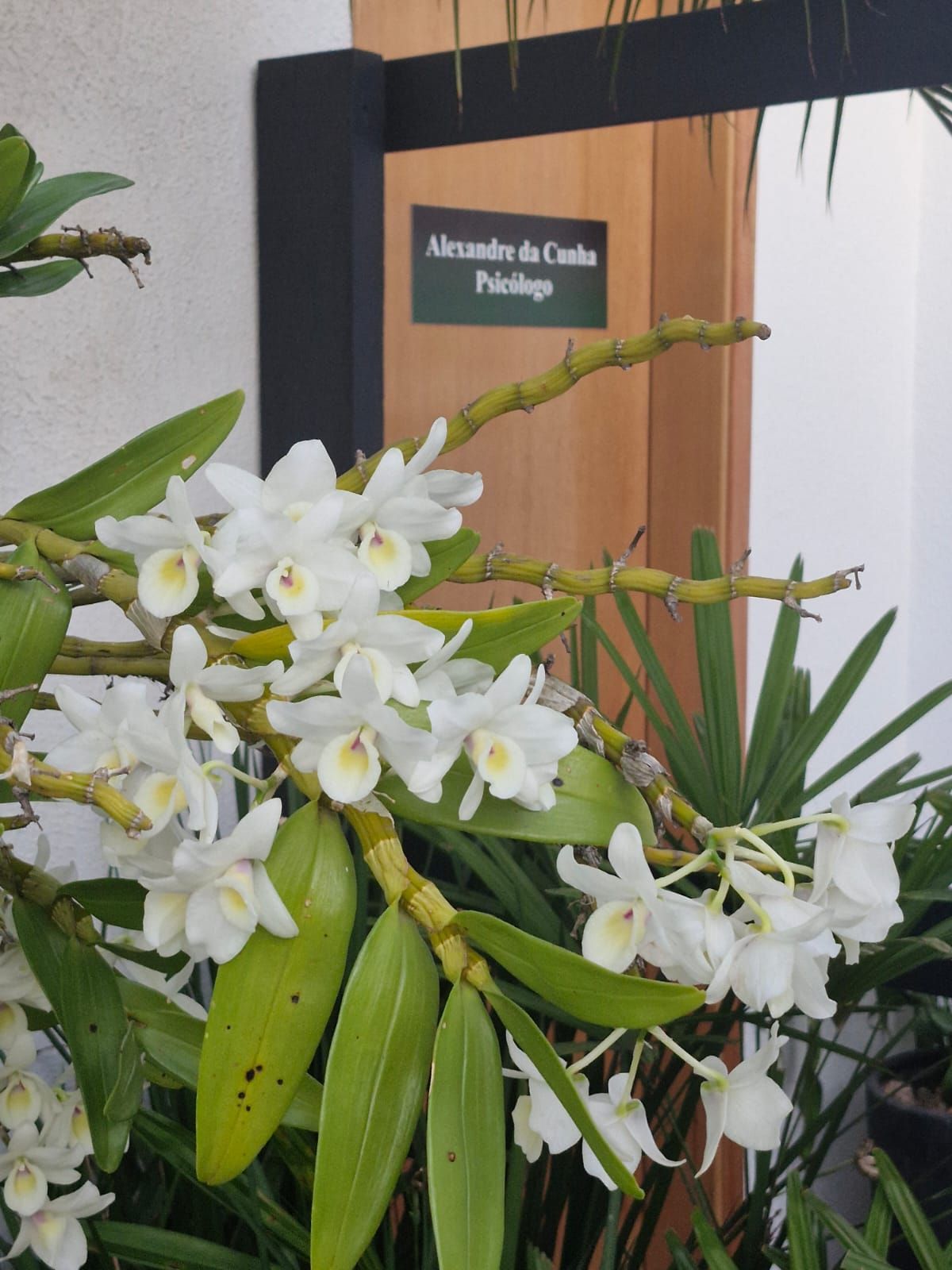 Alexandre Da Cunha-2