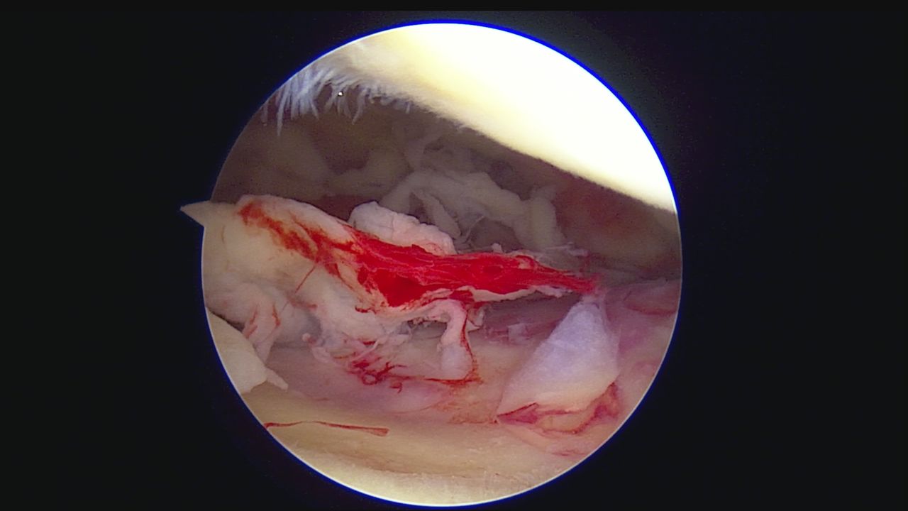 Alexandre Terruggi Jr-19