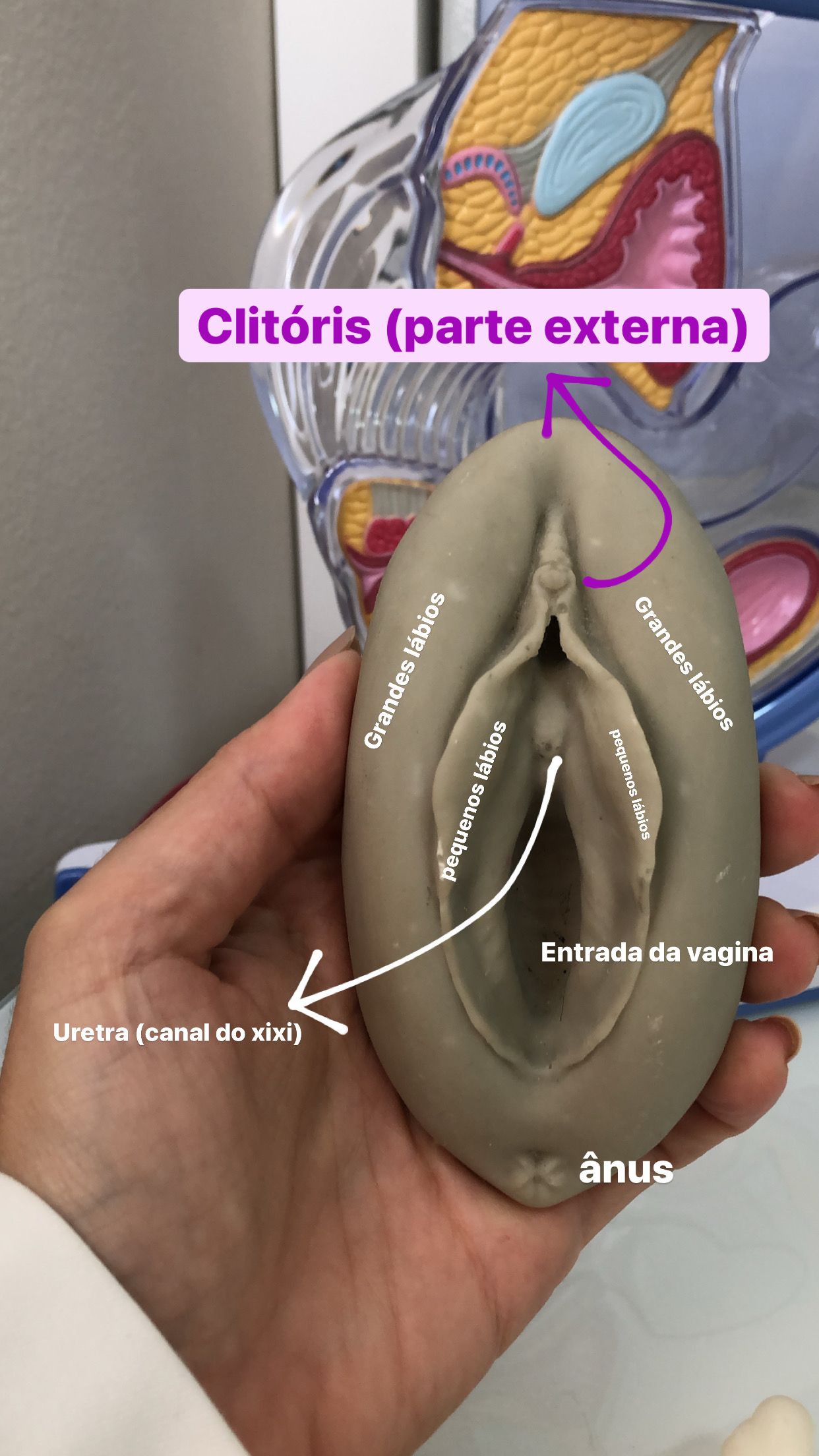 Mariana Morette Giampietro-0