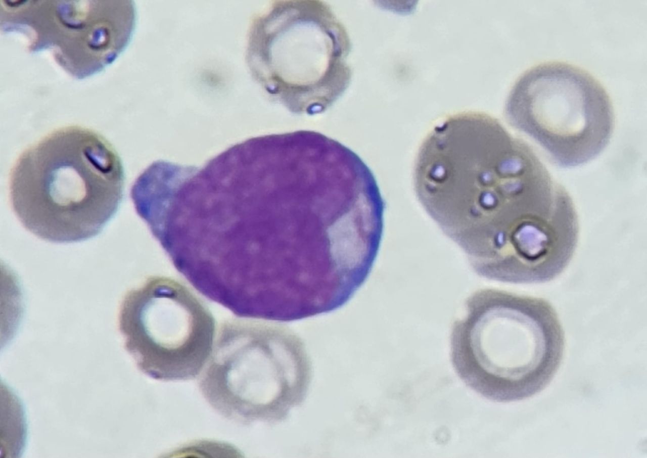 Giovanna Steffenello-5