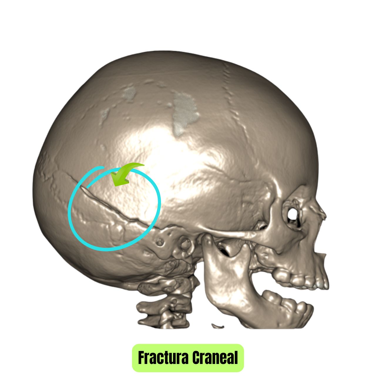 David Tafur Muñoz-1067