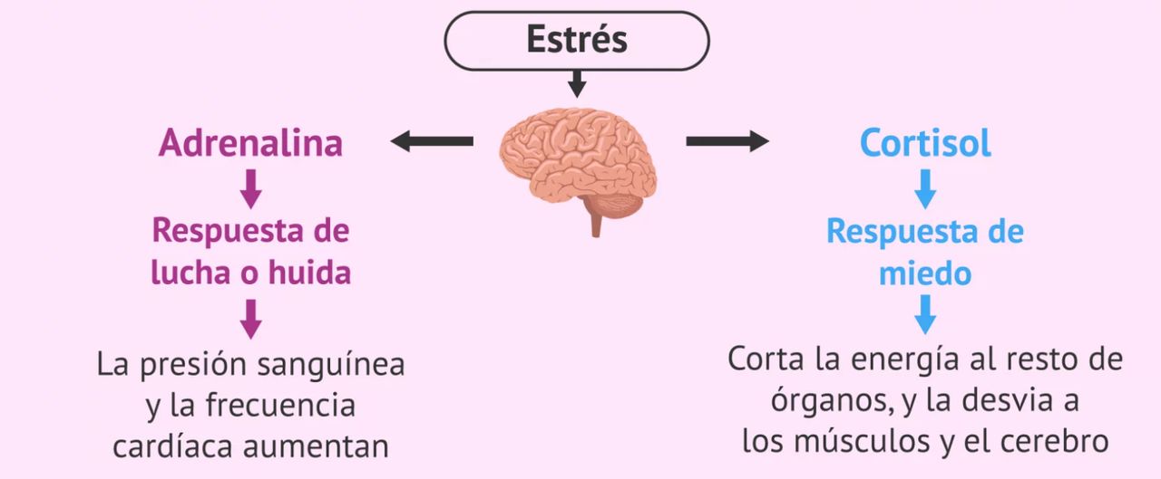 Marcela Isabel Torres Valenzuela-2