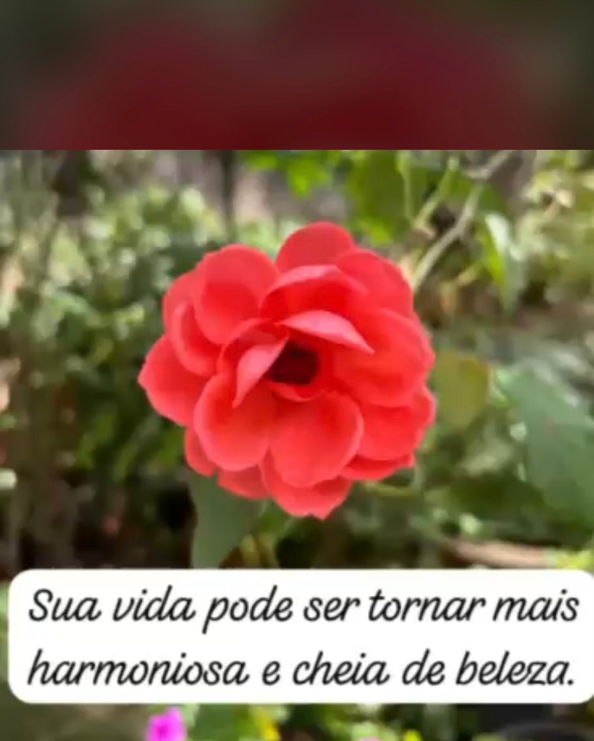 Sueli  Dos Santos Freitas Vaz -14