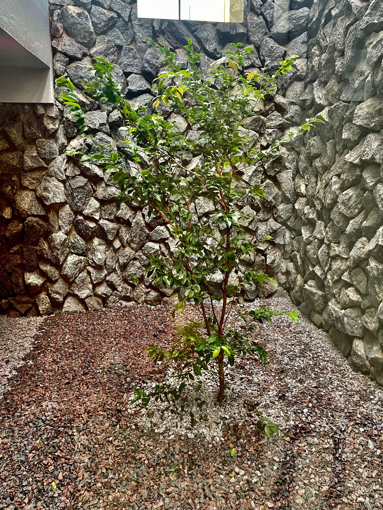 Caroline Aires Henrique De Santana-8