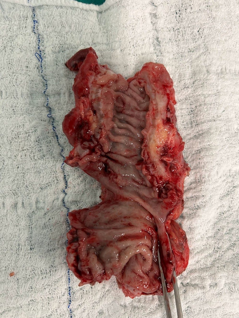 Adalberto Cesario Pereira Junior-42