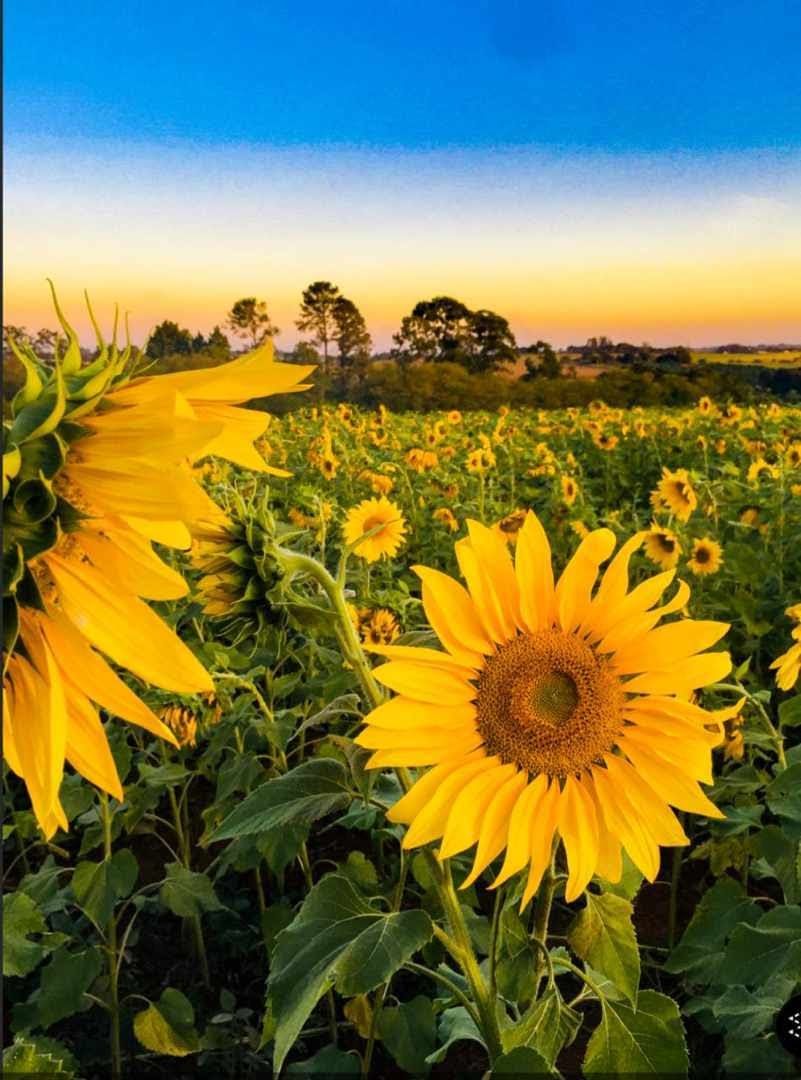 Patricia Monteiro Mantovani-10