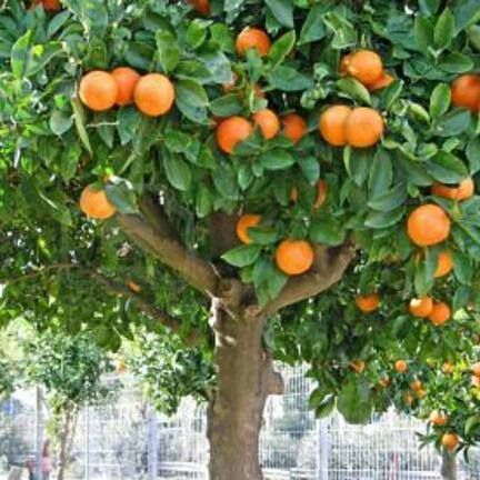 Elias Perez Abraham-1