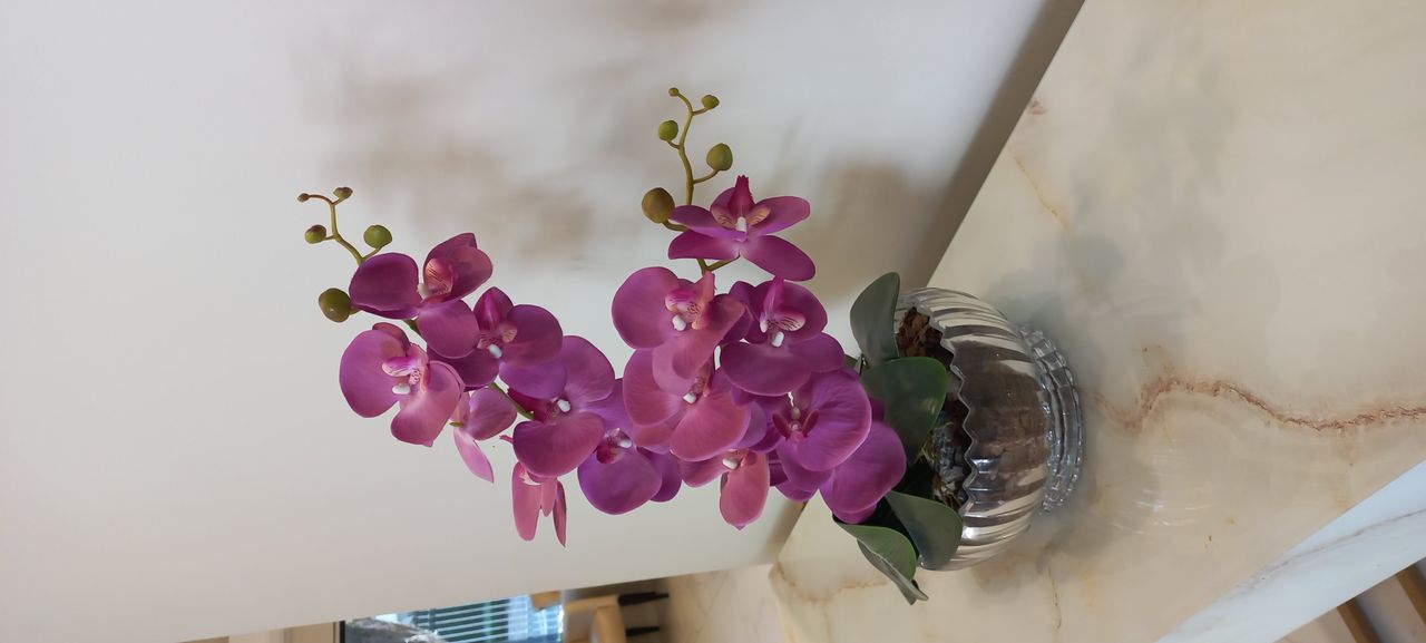 Daniela Teixeira De Freitas Chrisostomo-2