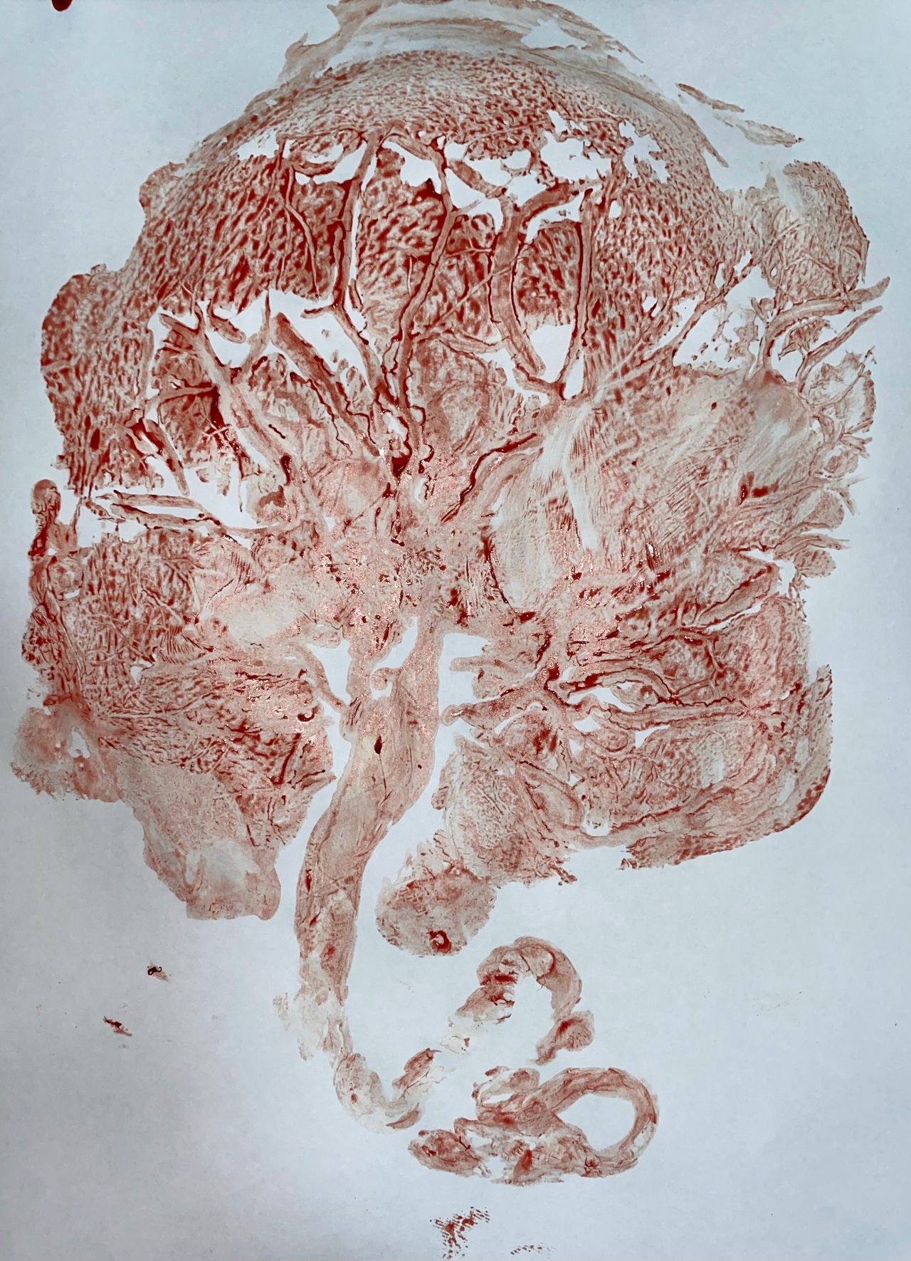 Fernanda Laranjeira Mendonça-11