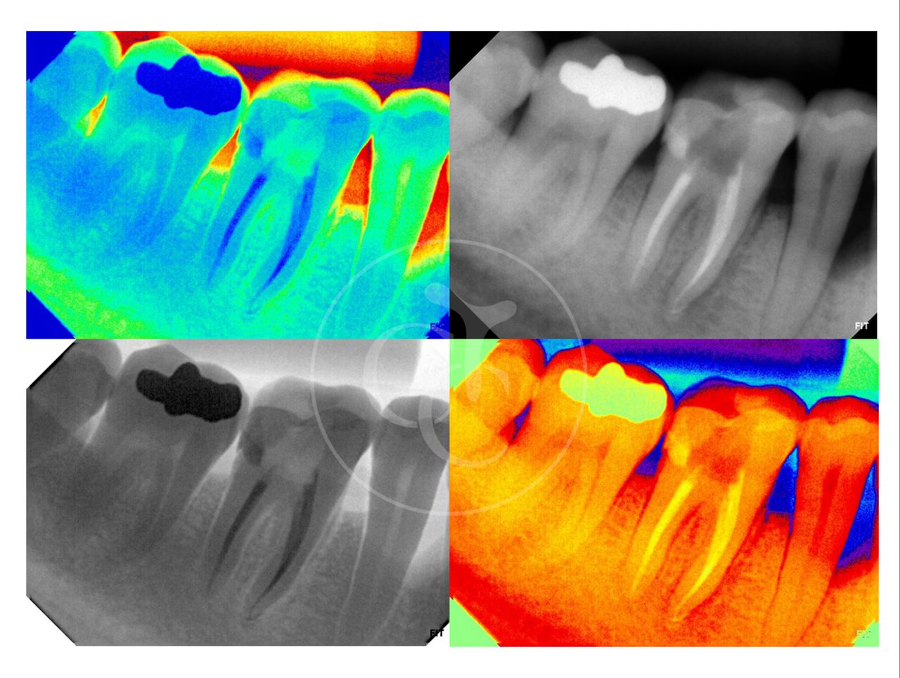 Cassia Cestari Toia-9