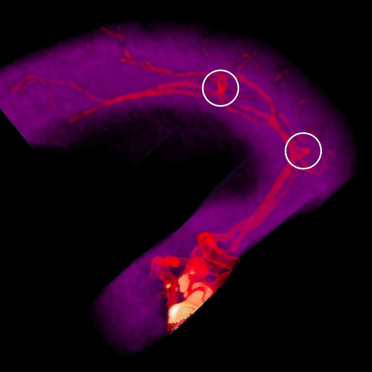 David Tafur Muñoz-1692