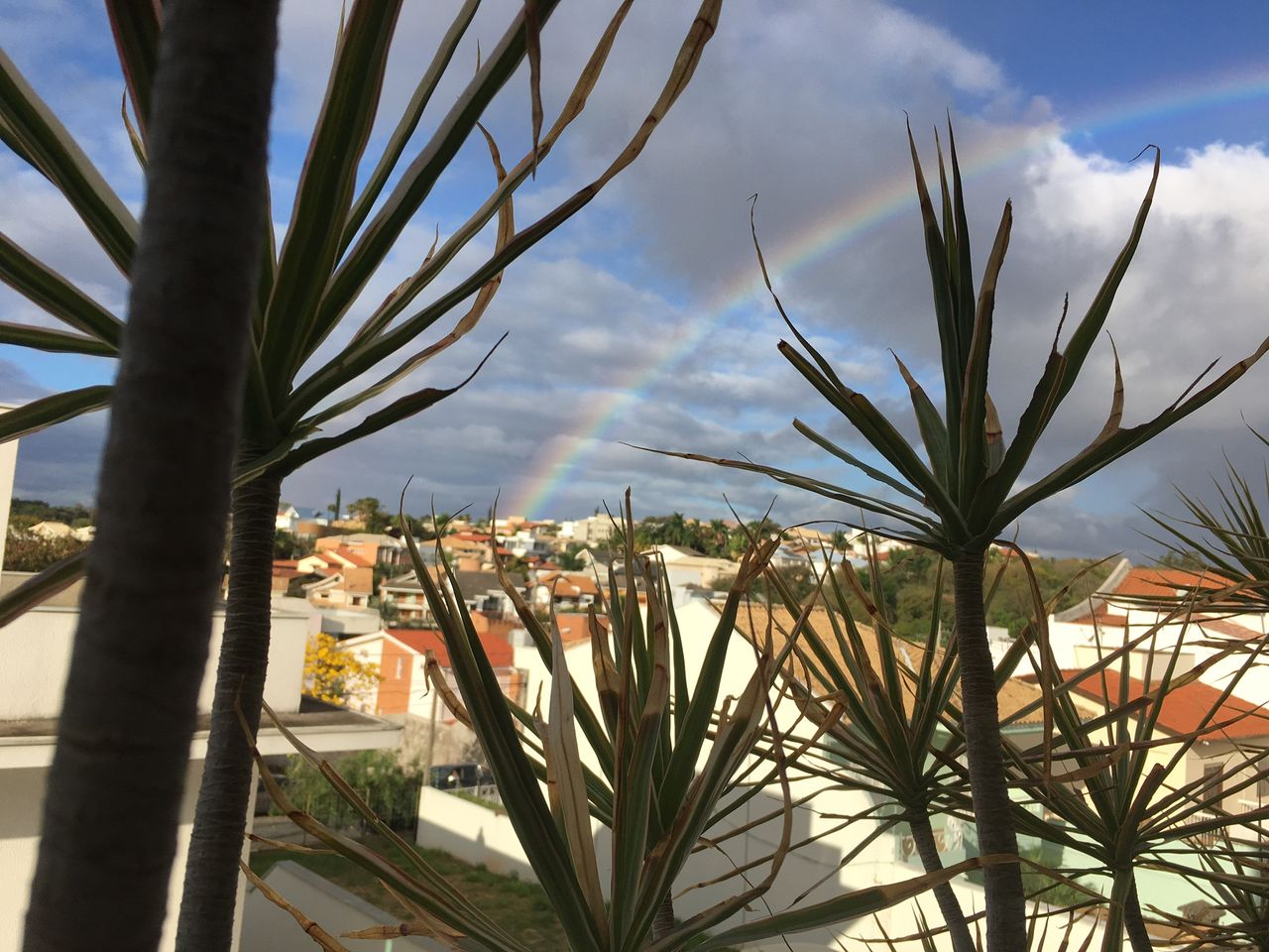 Joao Renato Swensson-5