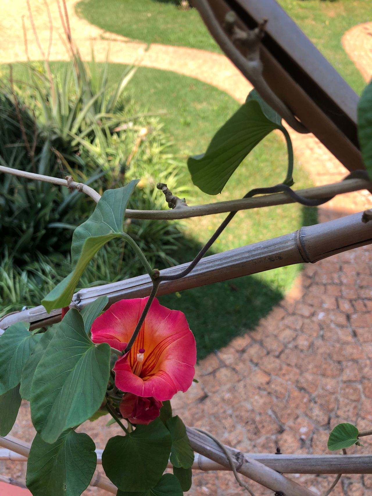 Fernanda Yoshie Nishimori-1