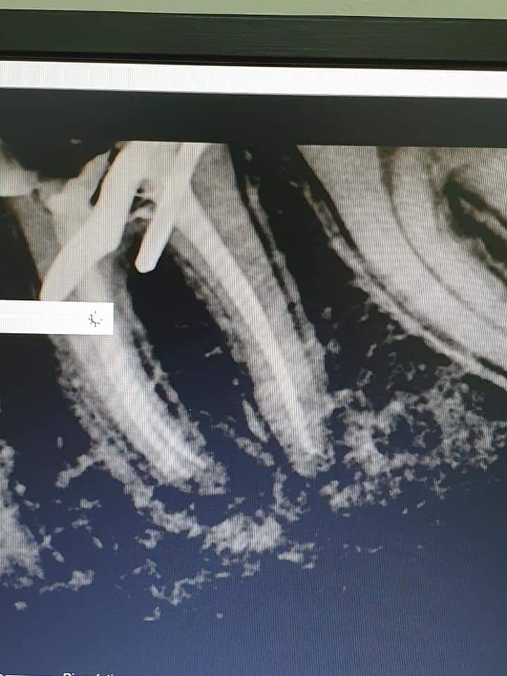 Paula Veridiana Uehbe Dias-11