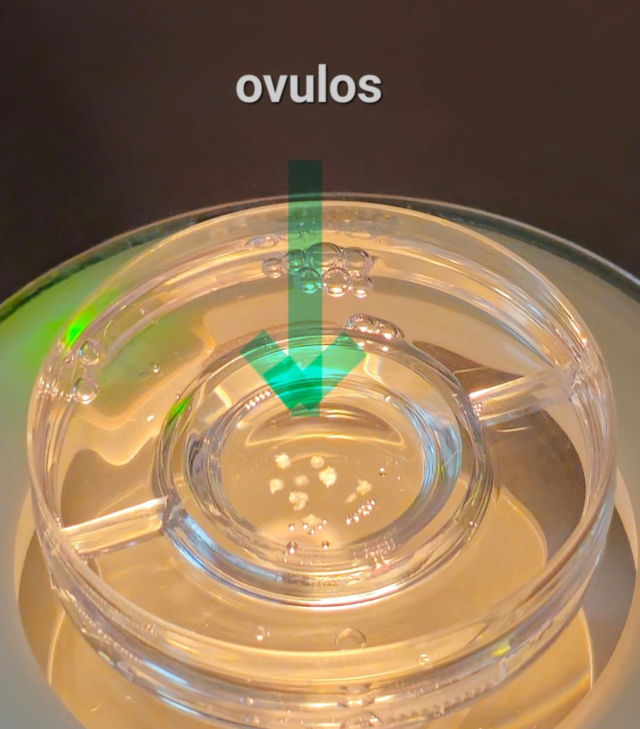 Nancy Angeles Villarreal-3