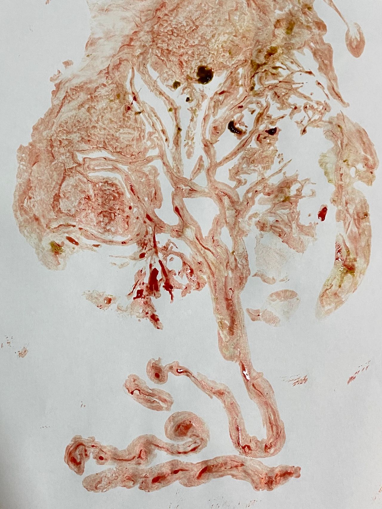 Fernanda Laranjeira Mendonça-12