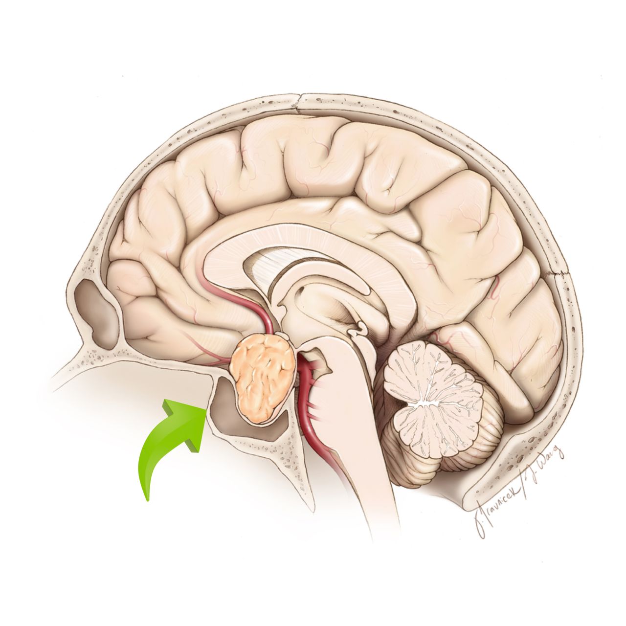 David Tafur Muñoz-2158