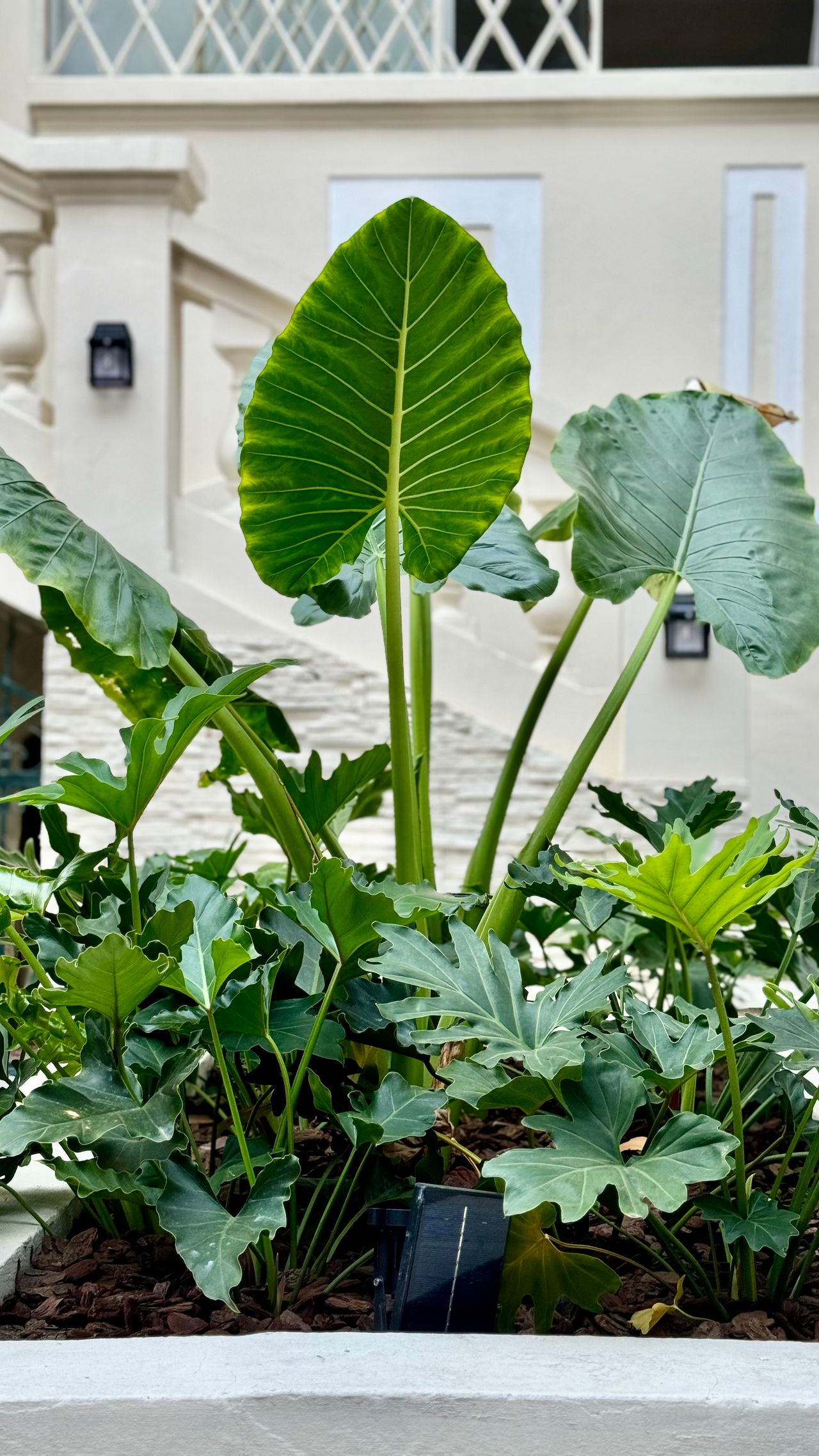 Natalia Brito Feu-26