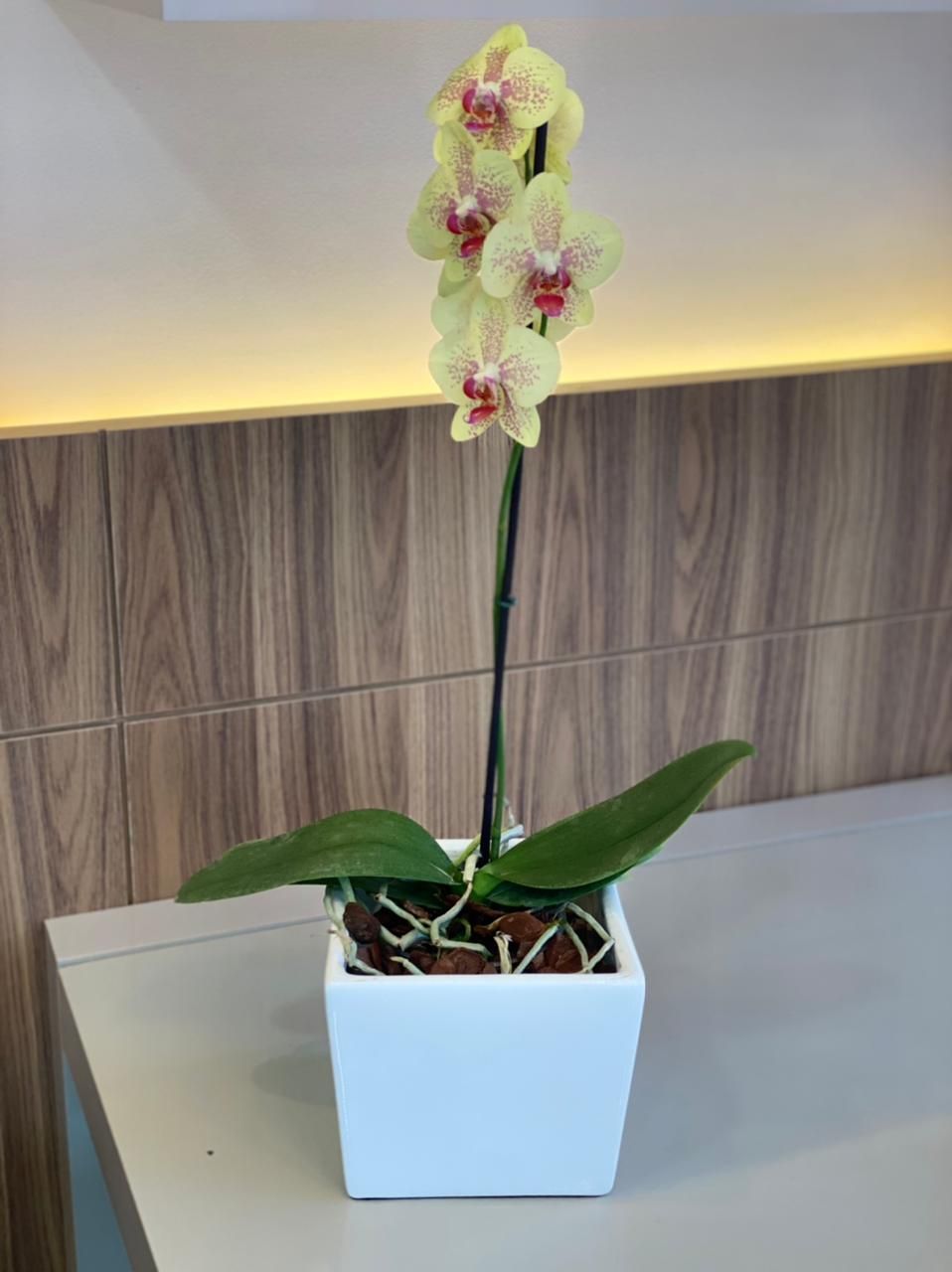 Flávia Ramos Tristão-8