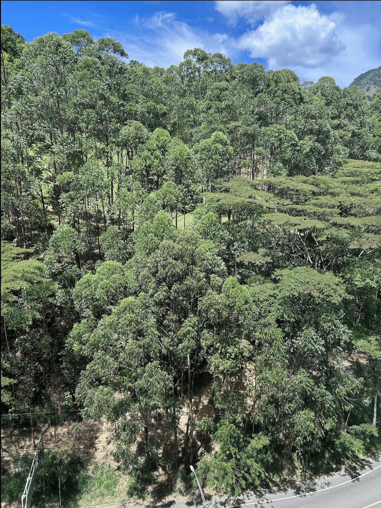 David Mejia Sarasa-2